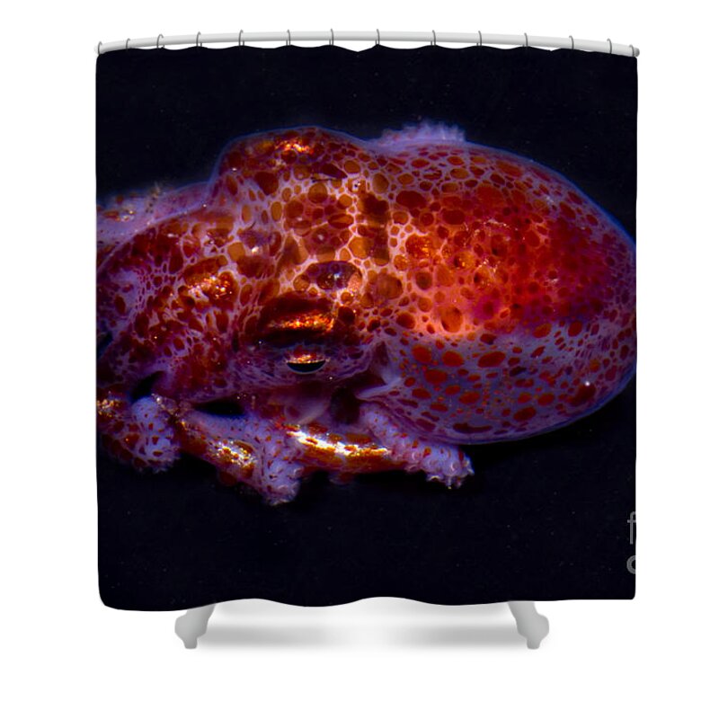 Giant Pacific Octopus Shower Curtain featuring the photograph Giant Pacific Octopus #3 by Dante Fenolio