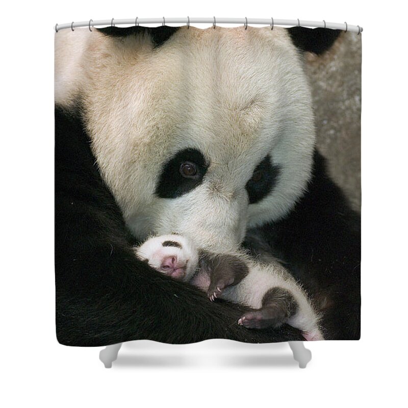 Mp Shower Curtain featuring the photograph Giant Panda Ailuropoda Melanoleuca #3 by Katherine Feng