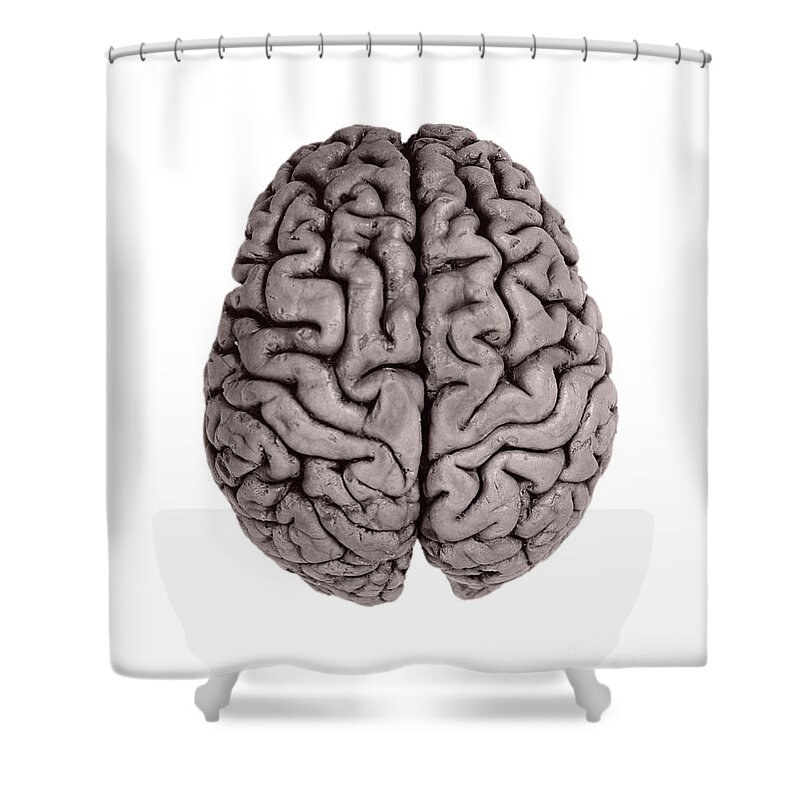 Brain Shower Curtain featuring the photograph Human Brain #3 by Omikron