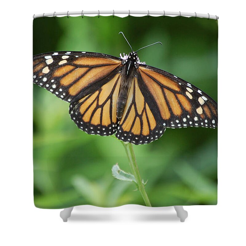Monarch Butterfly Shower Curtain featuring the photograph Monarch Butterfly #3 by Susan Stevens Crosby