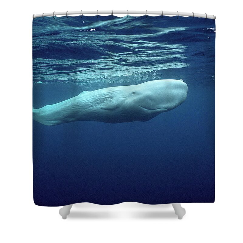00270023 Shower Curtain featuring the photograph White Sperm Whale #2 by Hiroya Minakuchi