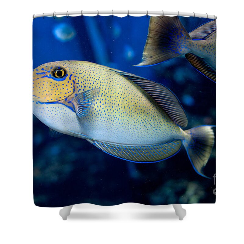 Aquarium Shower Curtain featuring the digital art Tropical Fish #3 by Carol Ailles