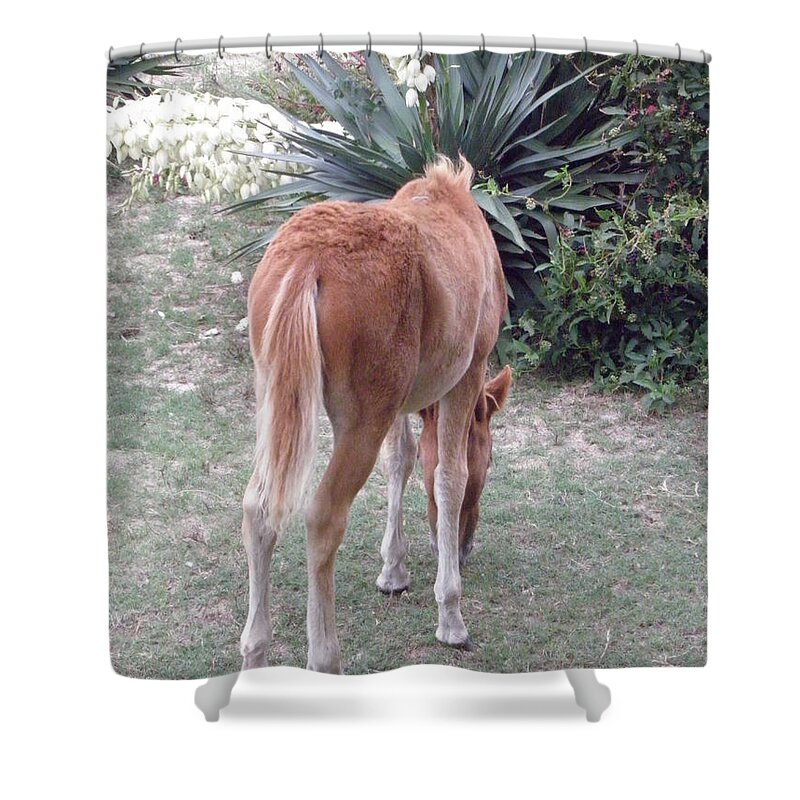 Mustang Shower Curtain featuring the photograph Wild Spanish Mustang foal of the Outer Banks of North Carolina #3 by Kim Galluzzo