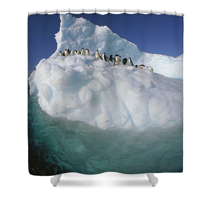 Hhh Shower Curtain featuring the photograph Adelie Penguin Pygoscelis Adeliae Group #4 by Colin Monteath