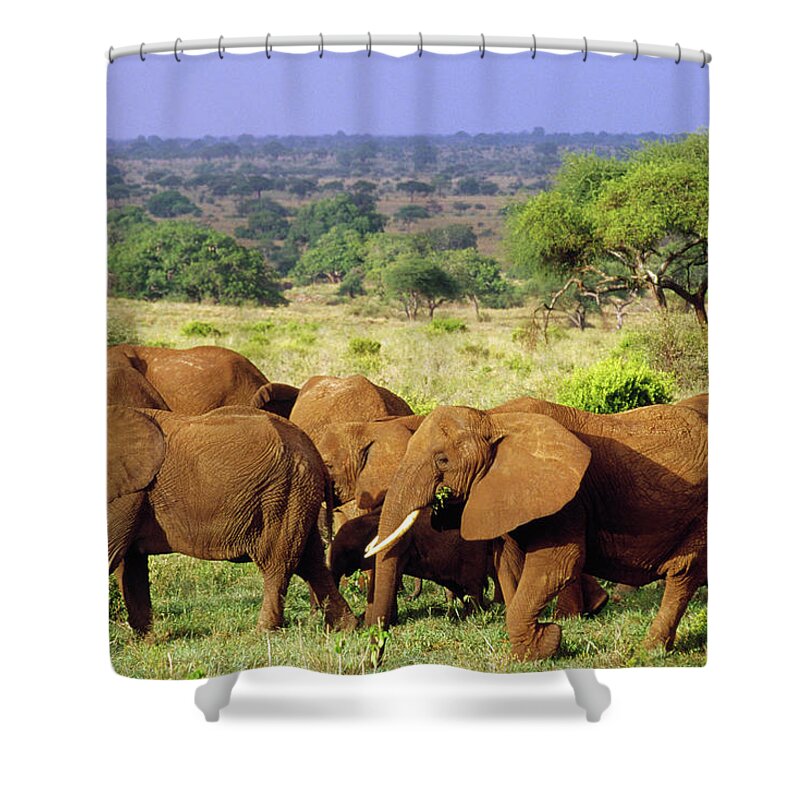 Mp Shower Curtain featuring the photograph African Elephant Loxodonta Africana #4 by Gerry Ellis