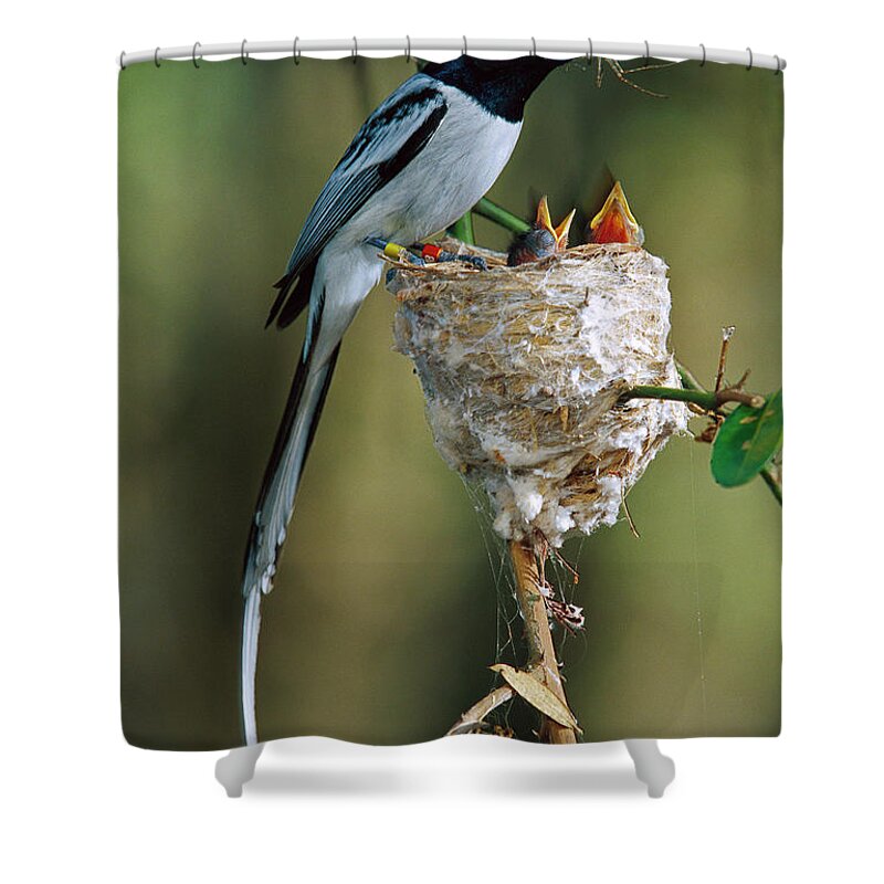 Mp Shower Curtain featuring the photograph Madagascar Paradise Flycatcher #4 by Cyril Ruoso