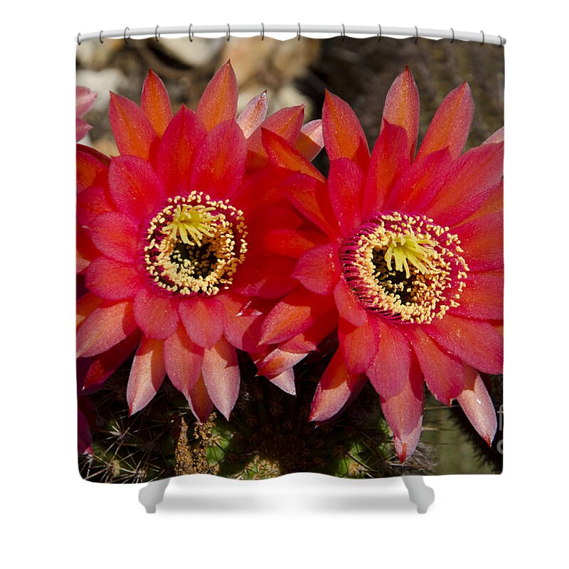Cactus Shower Curtain featuring the photograph Red cactus flowers #4 by Jim And Emily Bush