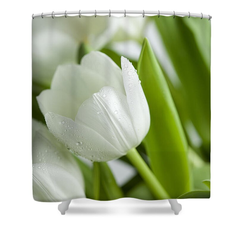 Dew Shower Curtain featuring the photograph White Tulips by Nailia Schwarz