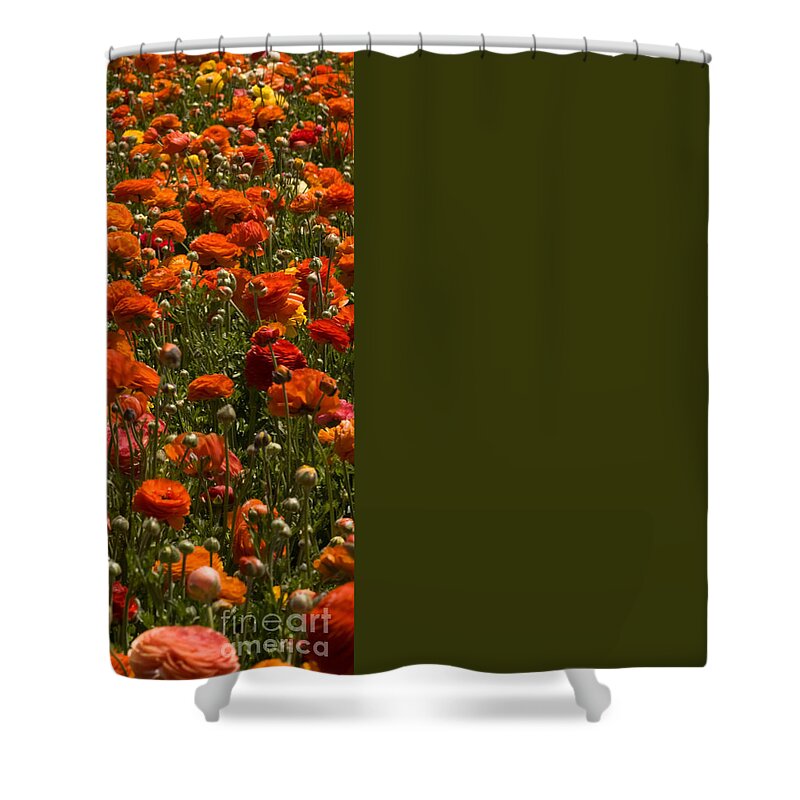 Flowers Shower Curtain featuring the photograph Flower Fields #45 by Daniel Knighton