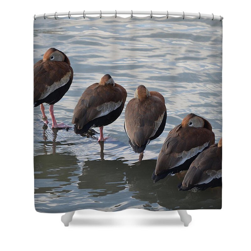 5 Shower Curtain featuring the photograph 5 Bars by Maggy Marsh