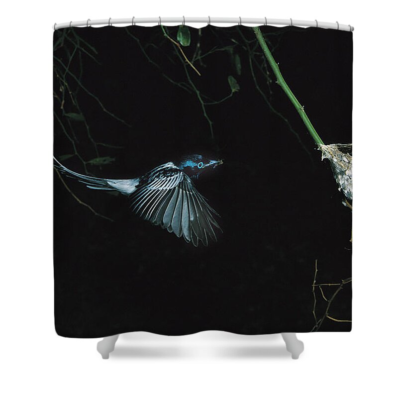 Mp Shower Curtain featuring the photograph Madagascar Paradise Flycatcher #5 by Cyril Ruoso