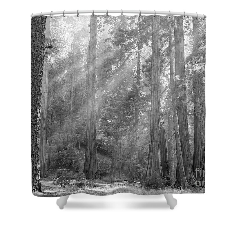 1957 Shower Curtain featuring the photograph Sequoia National Park #5 by Granger