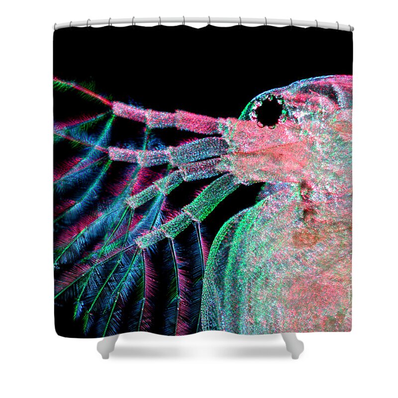 Water Flea Shower Curtain featuring the photograph Water Flea Daphnia Magna #5 by Ted Kinsman