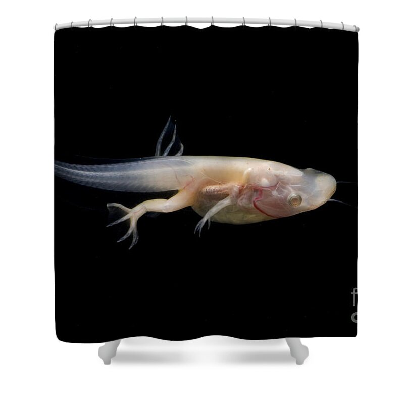 African Clawed Frog Shower Curtain featuring the photograph African Clawed Frog Tadpole #6 by Dante Fenolio