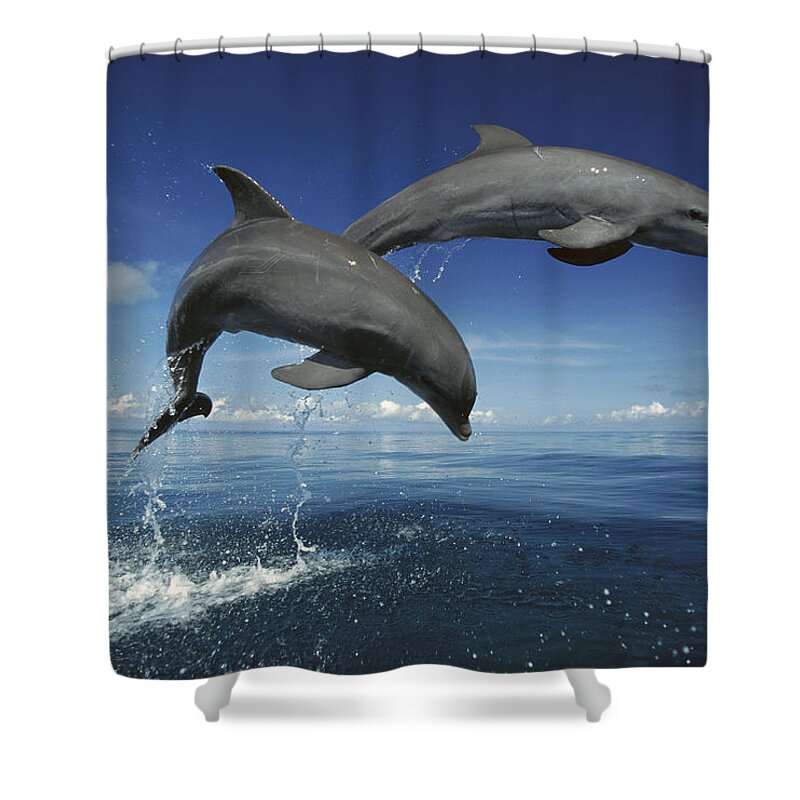 Mp Shower Curtain featuring the photograph Bottlenose Dolphin Tursiops Truncatus #6 by Konrad Wothe