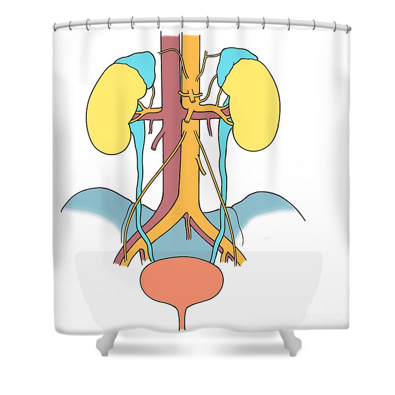 Anatomy Shower Curtain featuring the photograph Illustration Of Urinary System #6 by Science Source