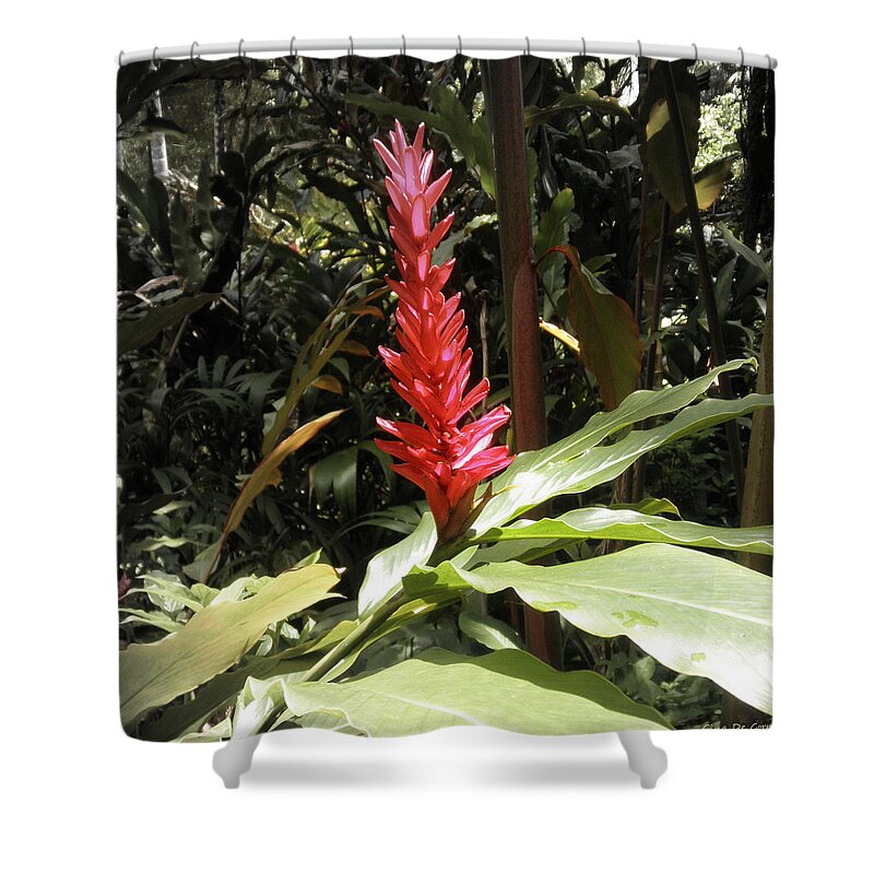 Flowers Shower Curtain featuring the photograph Tropical Flower #6 by Gina De Gorna