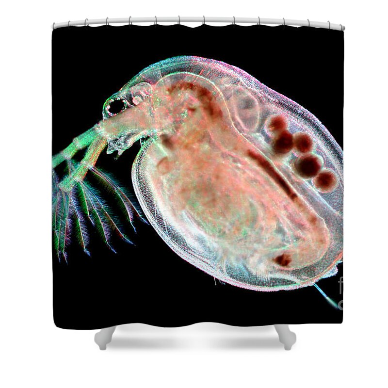 Water Flea Shower Curtain featuring the photograph Water Flea Daphnia Magna #6 by Ted Kinsman