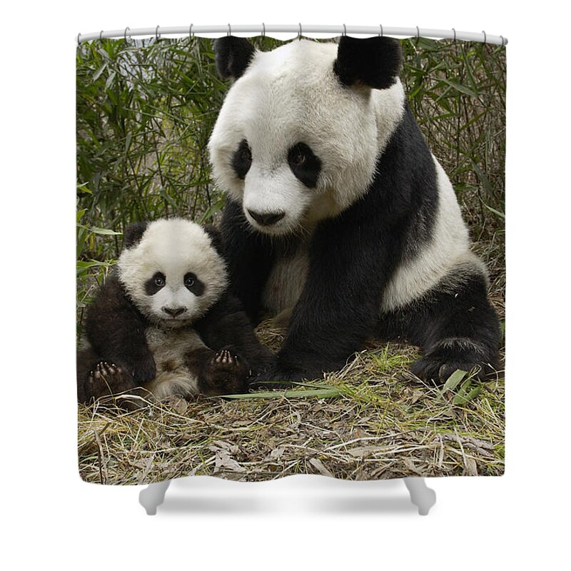 Mp Shower Curtain featuring the photograph Giant Panda Ailuropoda Melanoleuca #7 by Katherine Feng