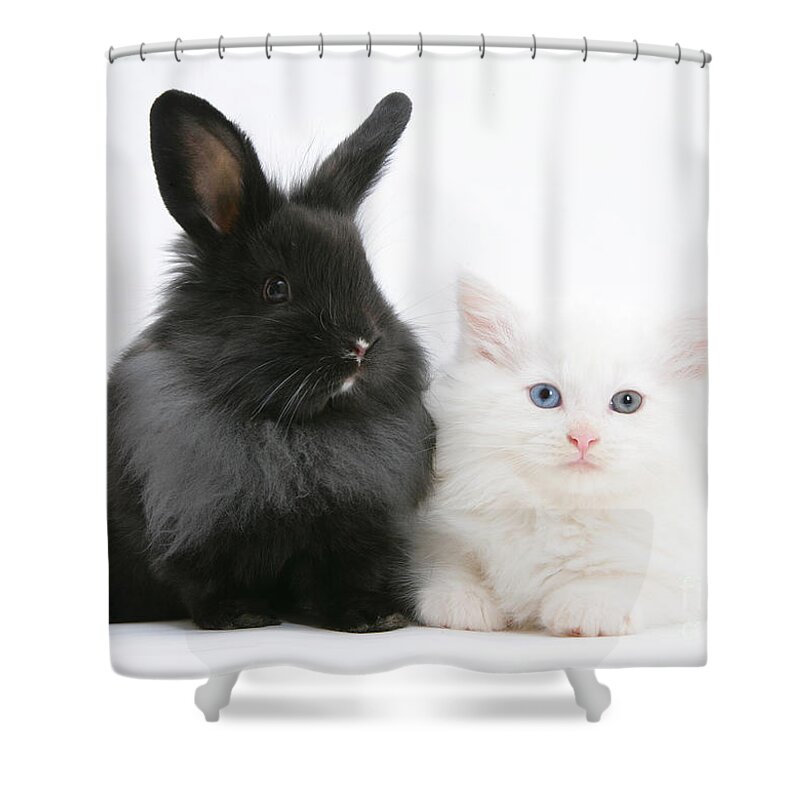 Nature Shower Curtain featuring the photograph Kitten And Rabbit #7 by Mark Taylor