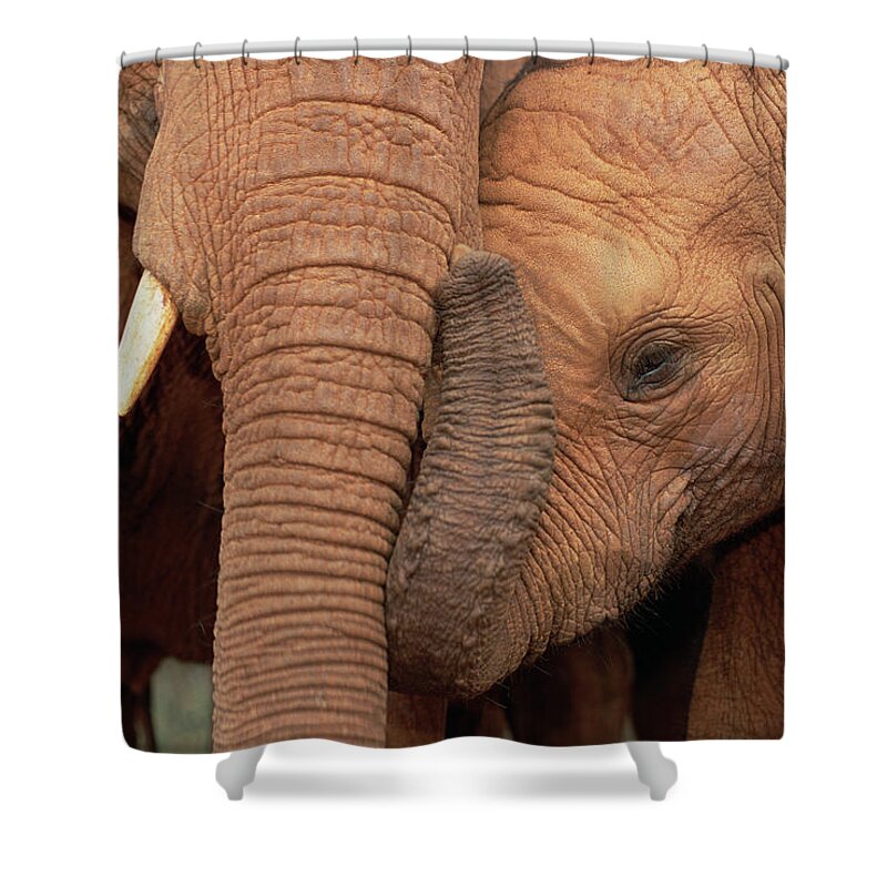 Mp Shower Curtain featuring the photograph African Elephant Loxodonta Africana #8 by Gerry Ellis