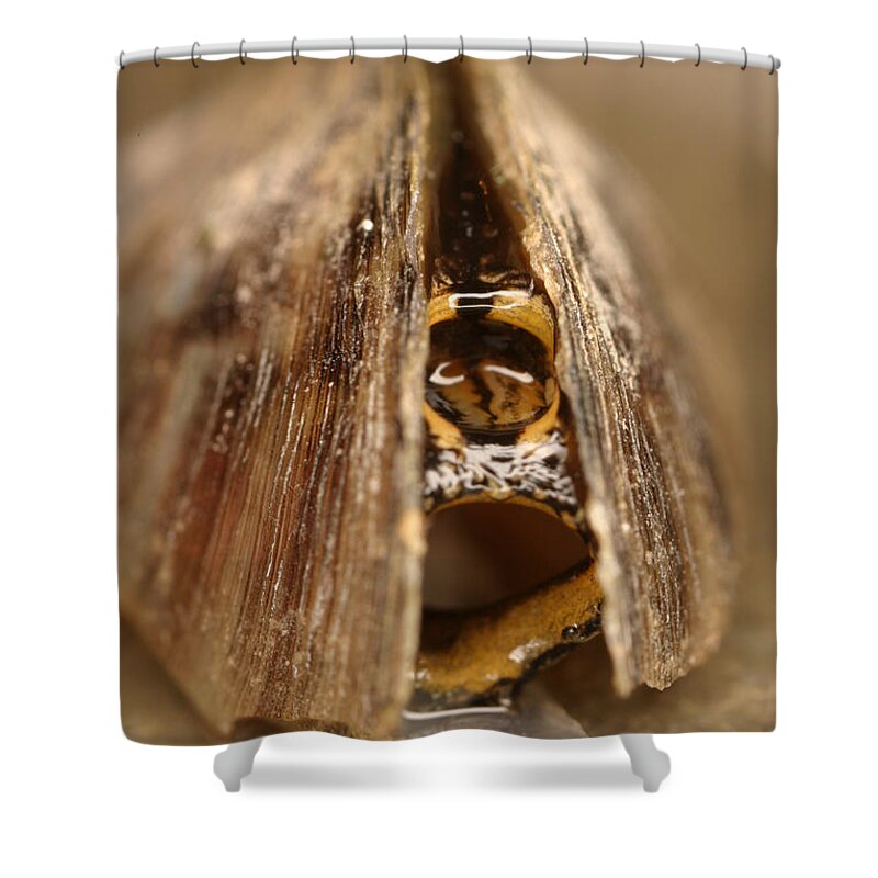 Animal Shower Curtain featuring the photograph Zebra Mussel #8 by Ted Kinsman