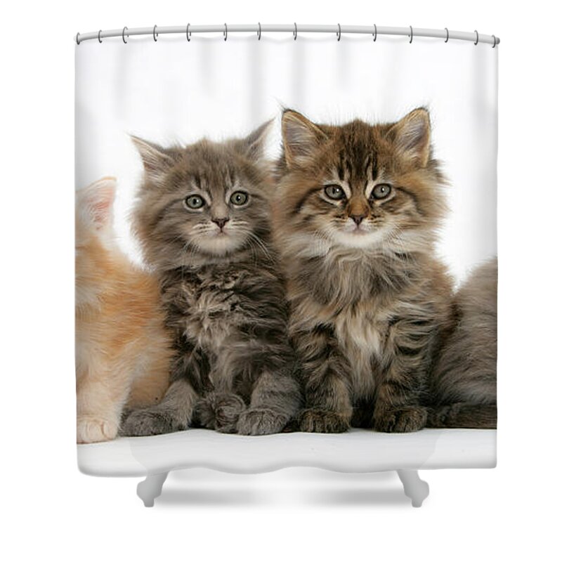 Animal Shower Curtain featuring the photograph Maine Coon Kittens #8 by Mark Taylor