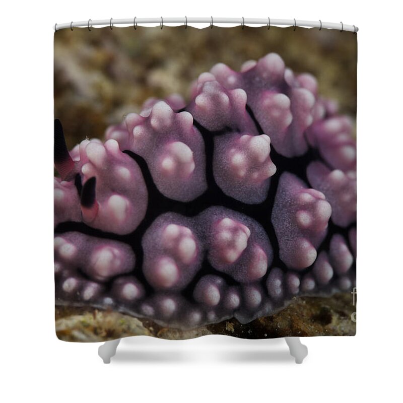 Nudibranch Shower Curtain featuring the photograph A Beautiful Nudibranch Feeds On Algae by Terry Moore