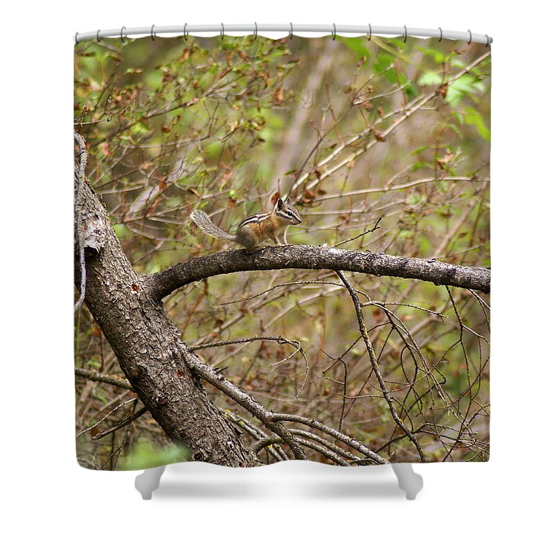 Chipmunks Shower Curtain featuring the photograph A Chipmunk on a Branch by Ben Upham III
