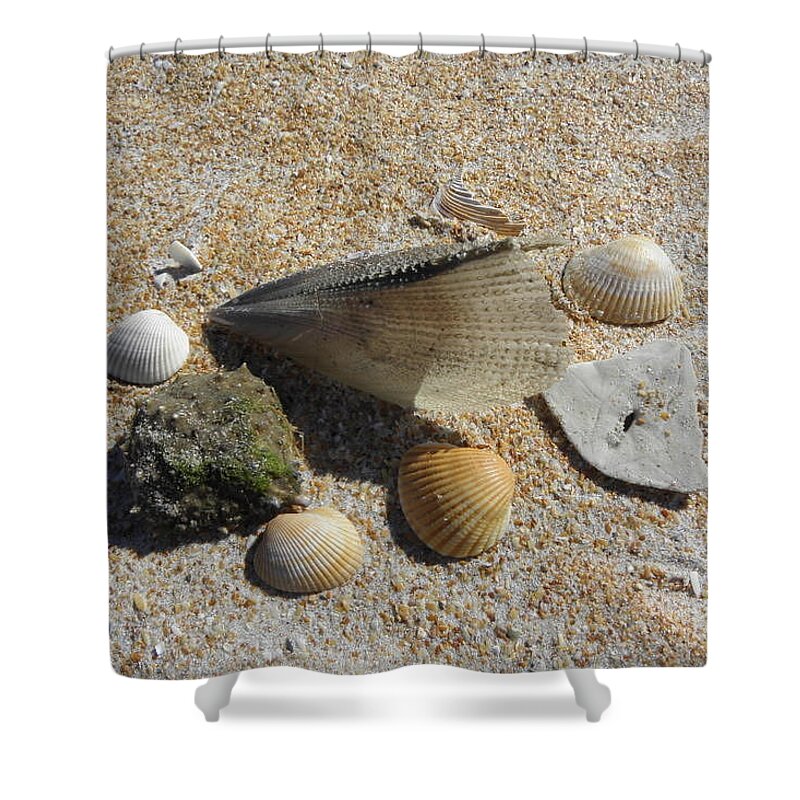 Sea Shells Shower Curtain featuring the photograph A Collection Of Beach Nature by Kim Galluzzo