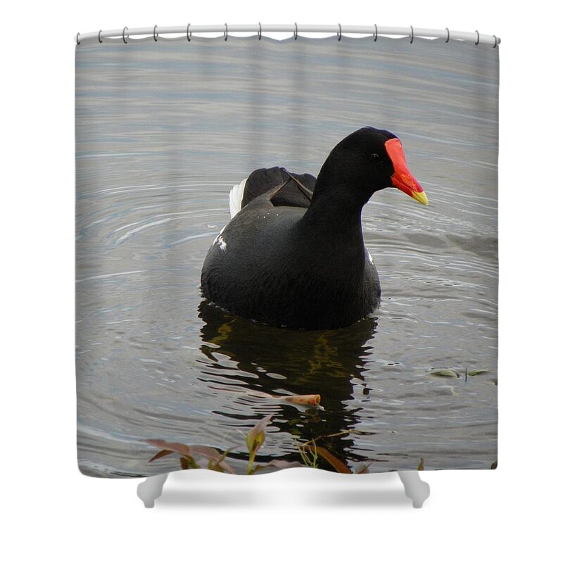 Moorehen Shower Curtain featuring the photograph A Day Alone by Kim Galluzzo