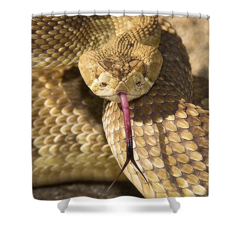 American Shower Curtain featuring the photograph A Defensive Mojave Green Rattlesnake by Jack Goldfarb