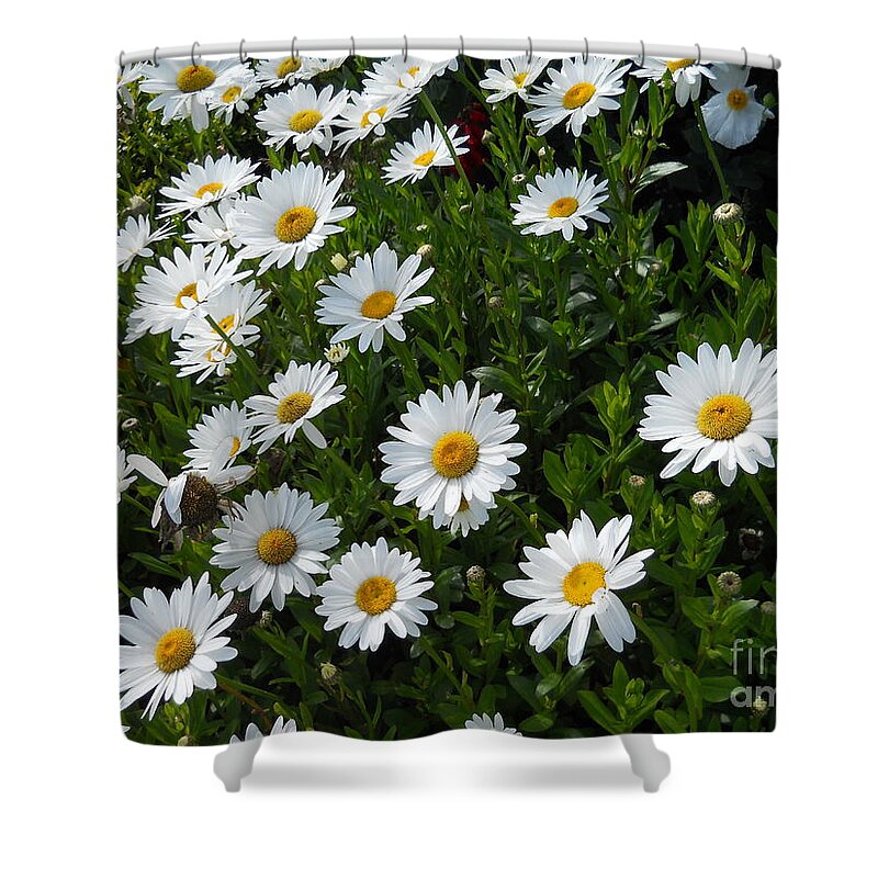 Daisy Shower Curtain featuring the photograph A Field of Daisies by Yenni Harrison