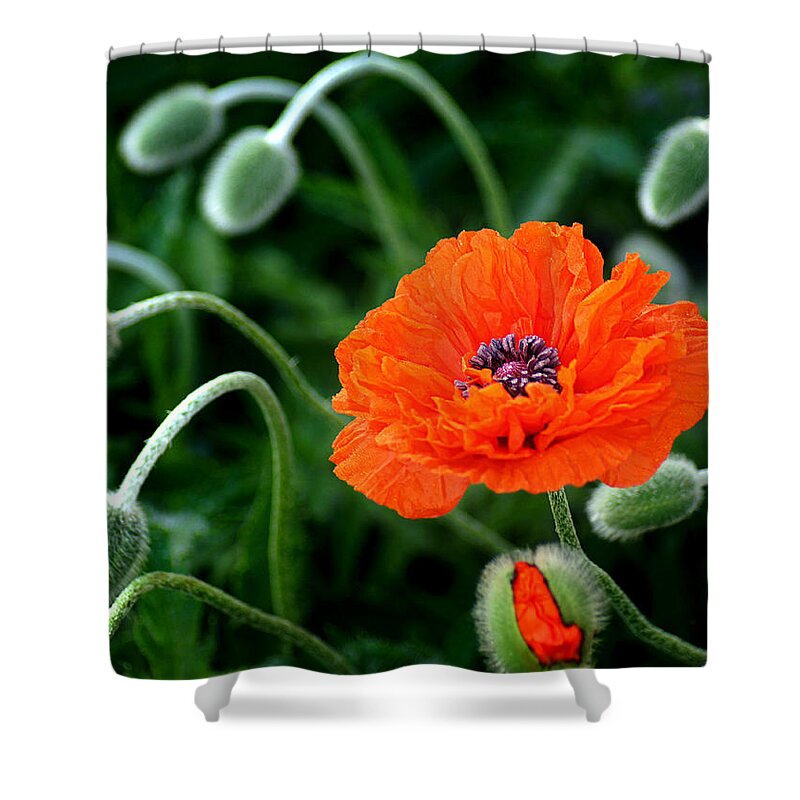 Poppy Shower Curtain featuring the photograph A Flower in Medusa's Hair by Bill Pevlor