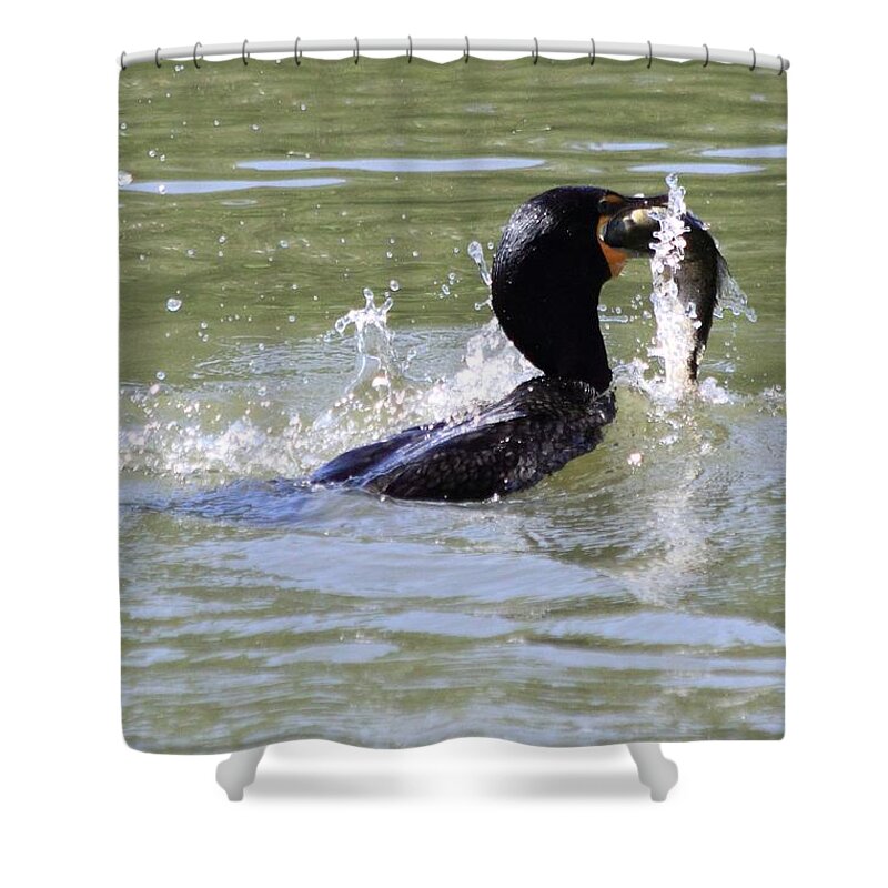 Cormorant Shower Curtain featuring the photograph A Fresh Meal by Shane Bechler