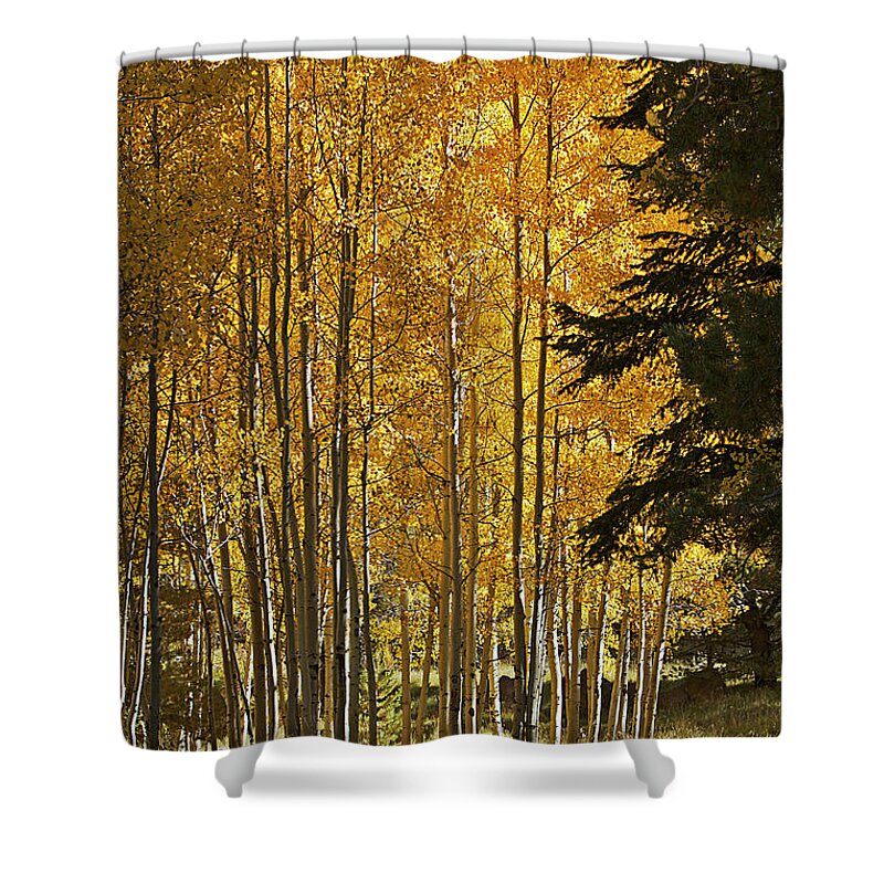 Fall Shower Curtain featuring the photograph A Golden Trail by Phyllis Denton