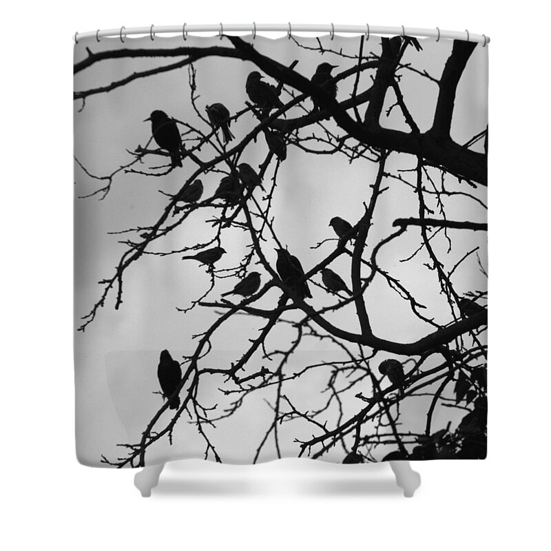 Starling Shower Curtain featuring the photograph A Hitchcock Moment by Chris Day