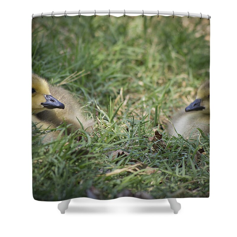 Goose Shower Curtain featuring the photograph A Little Rest by Priya Ghose
