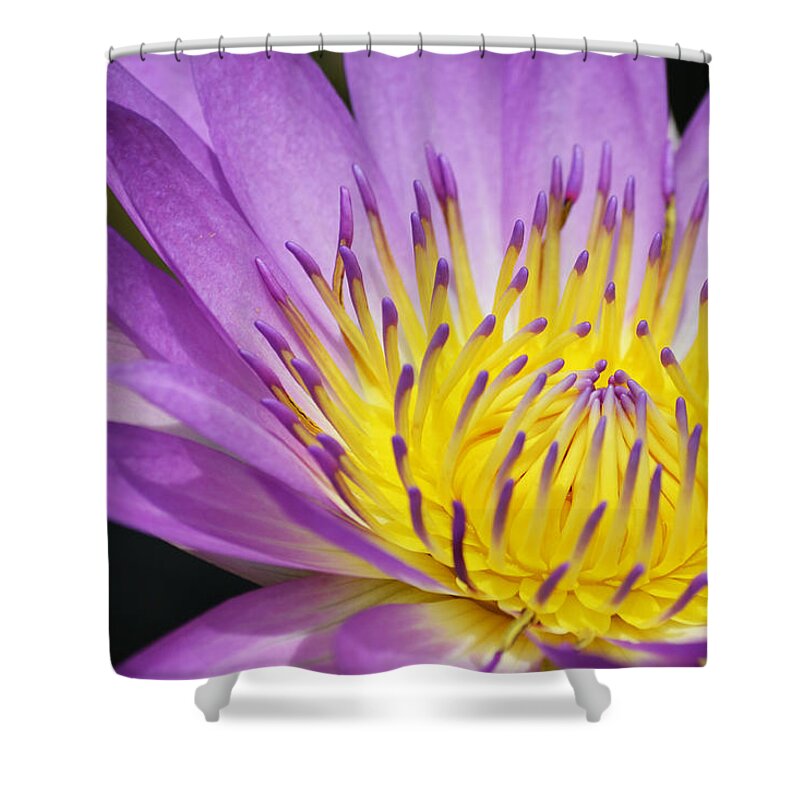 Waterlily Shower Curtain featuring the photograph A Moment Stands Still by Melanie Moraga