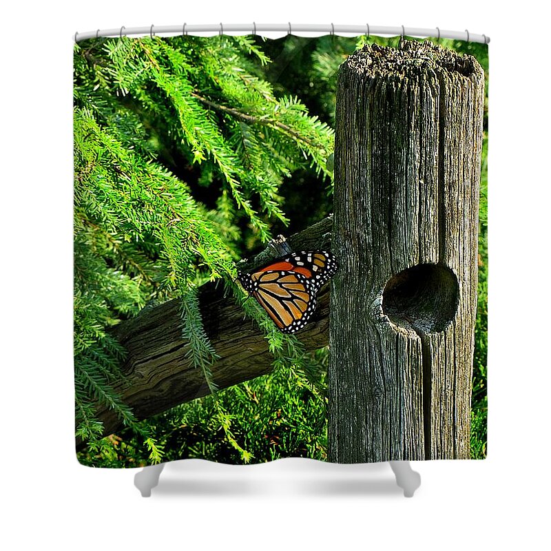 Butterfly Shower Curtain featuring the photograph A Resting Butterfly by David Dehner