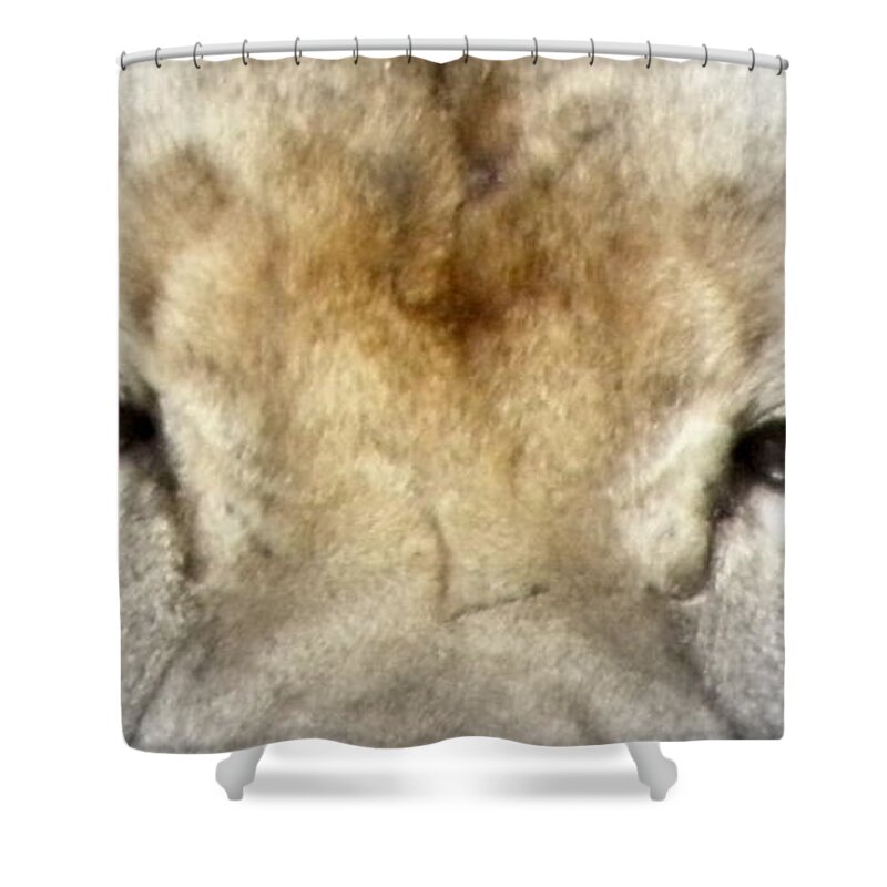 Lion Shower Curtain featuring the photograph A Touch Of Color by Kim Galluzzo