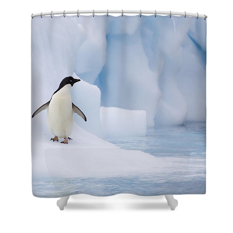 00761838 Shower Curtain featuring the photograph Adelie Penguin On Melting Iceberg by Suzi Eszterhas