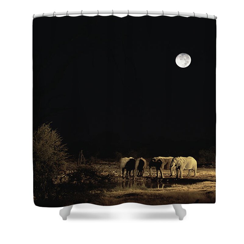 Mp Shower Curtain featuring the photograph African Elephant Loxodonta Africana by Konrad Wothe