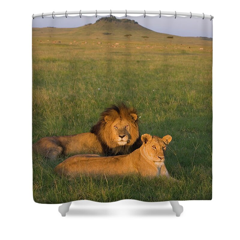 Mp Shower Curtain featuring the photograph African Lion Panthera Leo Male by Suzi Eszterhas