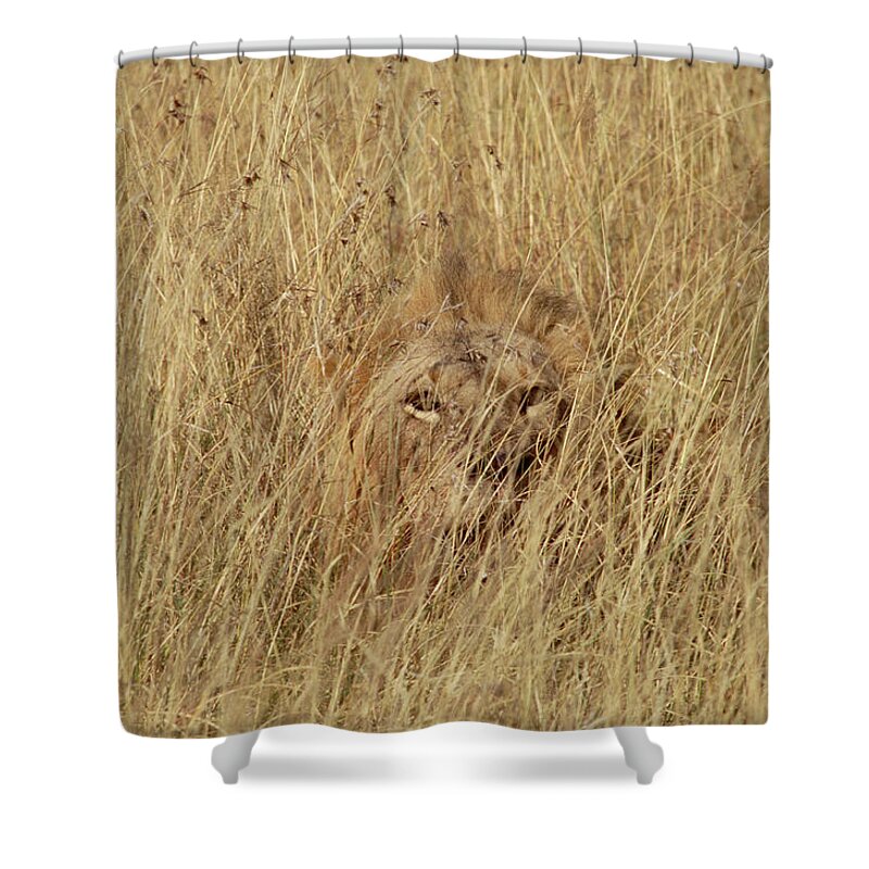 Mp Shower Curtain featuring the photograph African Lion Panthera Leo Young Male by Gerry Ellis