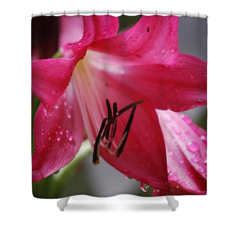 Flower Shower Curtain featuring the photograph After the Rain by Judy Hall-Folde
