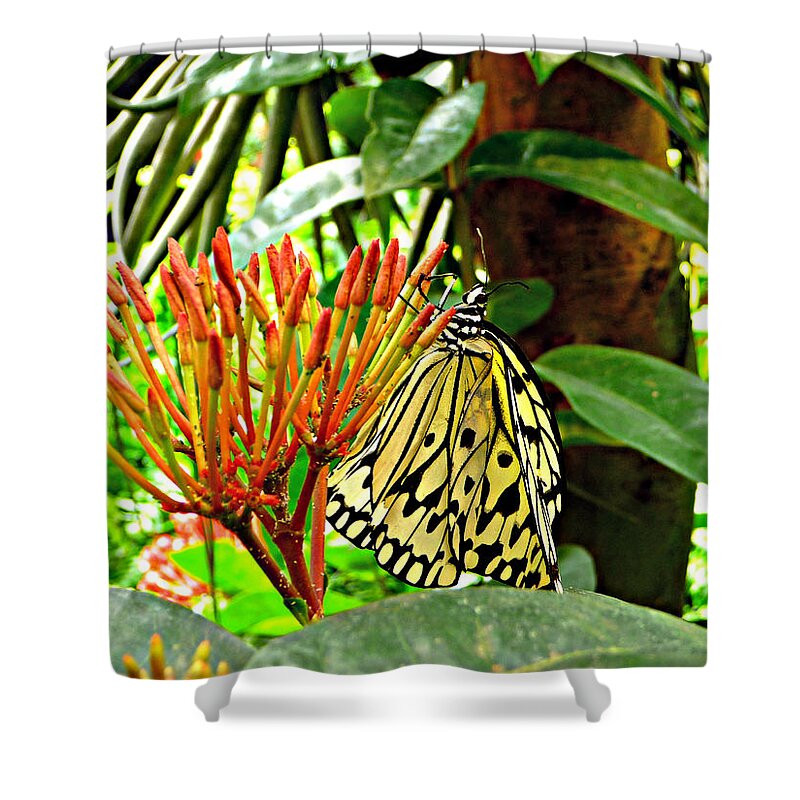 Butterfly Shower Curtain featuring the photograph Afternoon Nectar by Jo Sheehan