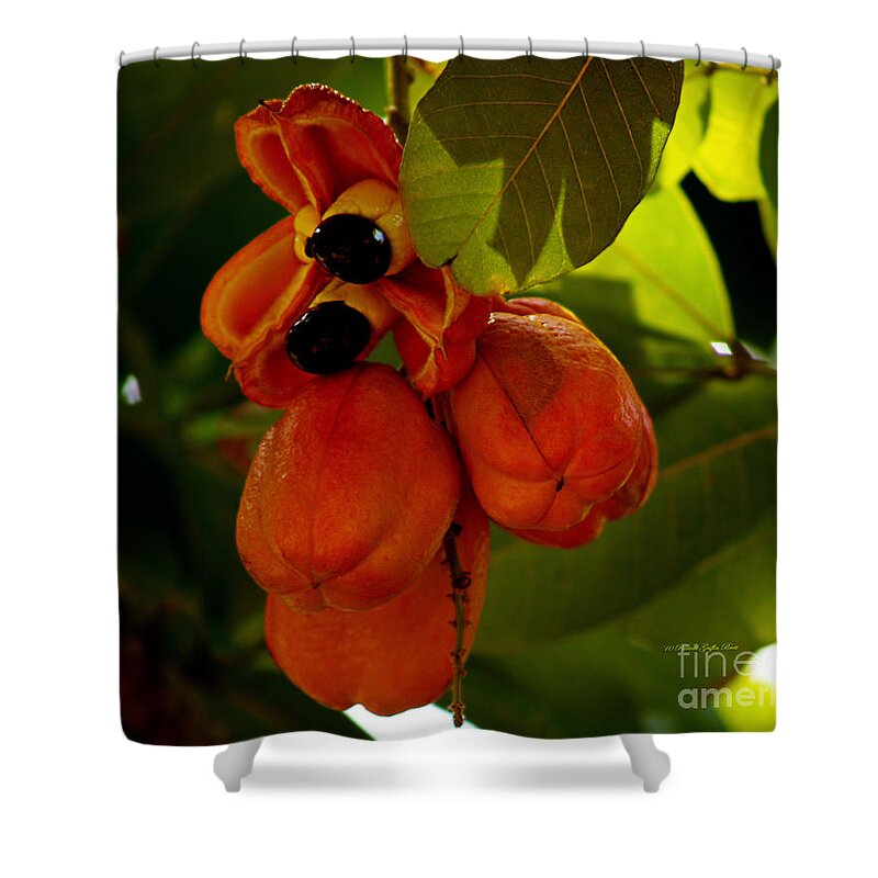 Fine Art Photography Shower Curtain featuring the photograph Akee by Patricia Griffin Brett