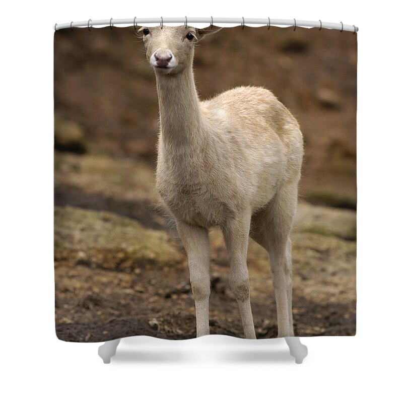 Deer Shower Curtain featuring the photograph Albino Fallow Deer Fawn by Raul Gonzalez Perez