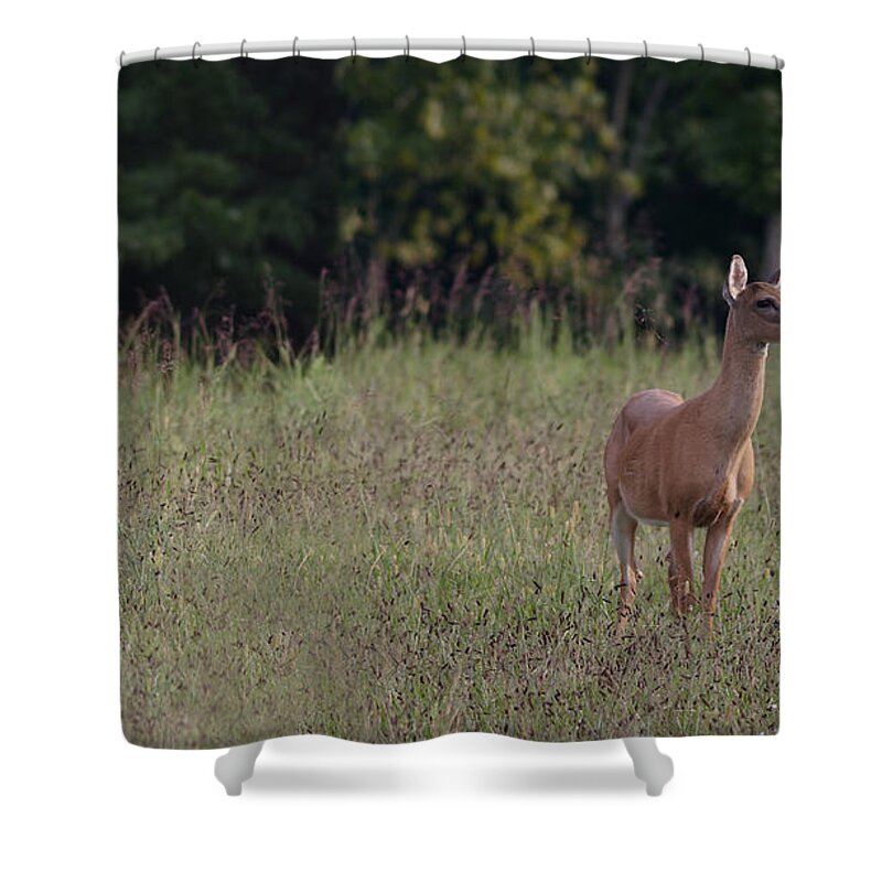 Odocoileus Virginanus Shower Curtain featuring the photograph Alert Doe And Fawn by Daniel Reed